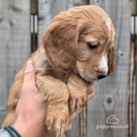 Cocker Spaniel (Working & Show) - Both