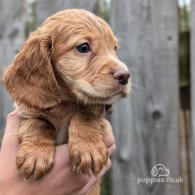 Cocker Spaniel (Working & Show) - Both