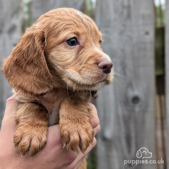 Cocker Spaniel (Working & Show) - Both