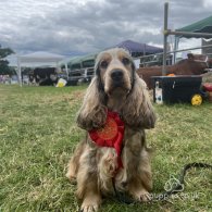 Cocker Spaniel (Working & Show) - Both