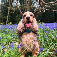 Cocker Spaniel (Working & Show) - Both