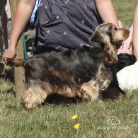 Cocker Spaniel (Working & Show) - Both