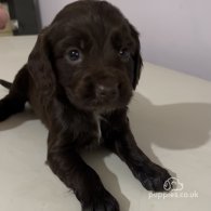 Cocker Spaniel (Working & Show) - Both