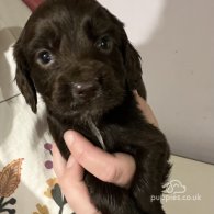 Cocker Spaniel (Working & Show) - Both