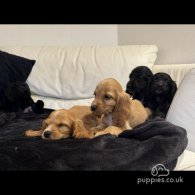 Cocker Spaniel (Working & Show) - Both