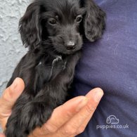 Cocker Spaniel (Working & Show) - Both