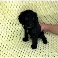 Cocker Spaniel (Working & Show) - Both