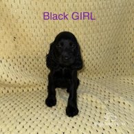 Cocker Spaniel (Working & Show) - Both