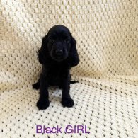 Cocker Spaniel (Working & Show) - Both