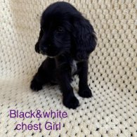 Cocker Spaniel (Working & Show) - Both