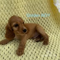 Cocker Spaniel (Working & Show) - Both