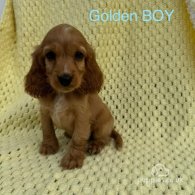 Cocker Spaniel (Working & Show) - Both