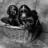 Cocker Spaniel (Working & Show) - Both