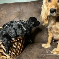 Cocker Spaniel (Working & Show) - Both