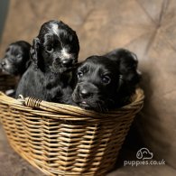 Cocker Spaniel (Working & Show) - Both