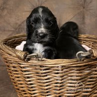 Cocker Spaniel (Working & Show) - Both