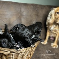 Cocker Spaniel (Working & Show) - Both