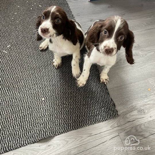 Cocker Spaniel (Working & Show) - Both