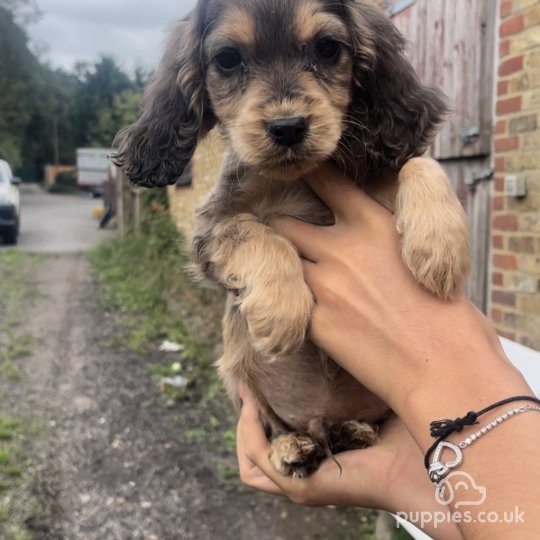 Cocker Spaniel (Working & Show) - Dogs