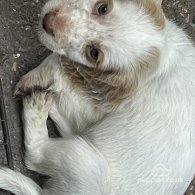 Cocker Spaniel (Working & Show) - Both