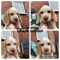 Cocker Spaniel (Working & Show) - Both