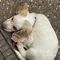 Cocker Spaniel (Working & Show) - Both