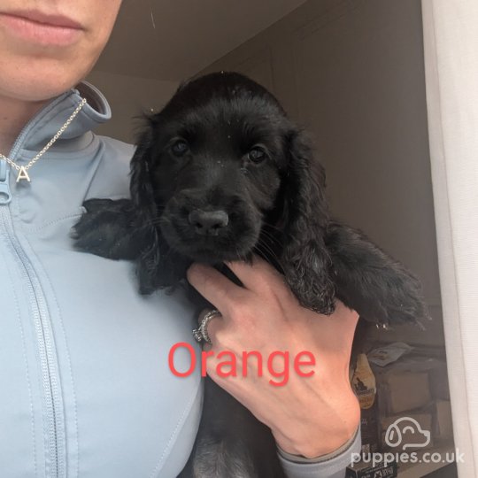 Cocker Spaniel (Working & Show) - Both