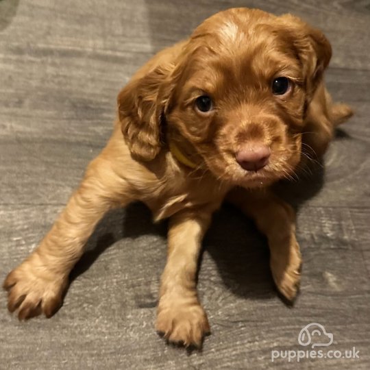 Cocker Spaniel (Working & Show) - Both