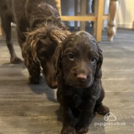 Cocker Spaniel (Working & Show) - Both