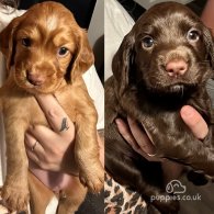 Cocker Spaniel (Working & Show) - Both