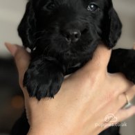 Cocker Spaniel (Working & Show) - Both