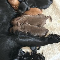 Cocker Spaniel (Working & Show) - Both