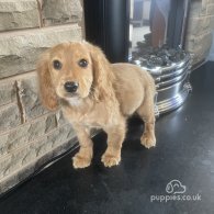 Cocker Spaniel (Working & Show) - Both