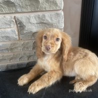 Cocker Spaniel (Working & Show) - Both