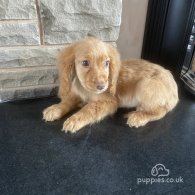 Cocker Spaniel (Working & Show) - Both