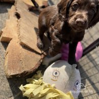 Cocker Spaniel (Working & Show) - Both