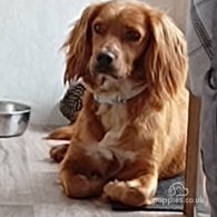 Cocker Spaniel (Working & Show) - Both