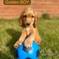 Cocker Spaniel (Working & Show) - Both