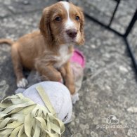 Cocker Spaniel (Working & Show) - Both