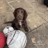 Cocker Spaniel (Working & Show) - Both