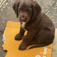 Cocker Spaniel (Working & Show) - Both