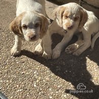 Cocker Spaniel (Working & Show) - Both