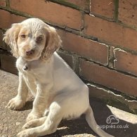 Cocker Spaniel (Working & Show) - Both