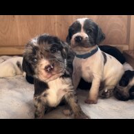 Cocker Spaniel (Working &amp; Show) - Both