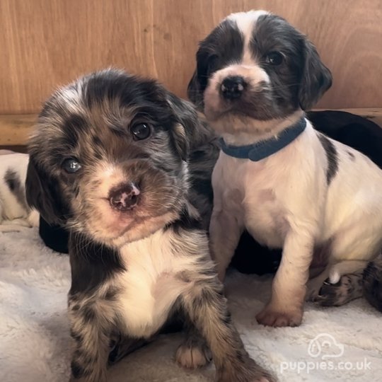 Cocker Spaniel (Working & Show) - Both