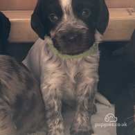 Cocker Spaniel (Working & Show) - Both