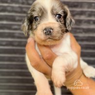 Cocker Spaniel (Working & Show) - Both