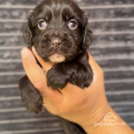 Cocker Spaniel (Working & Show) - Both