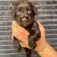 Cocker Spaniel (Working & Show) - Both