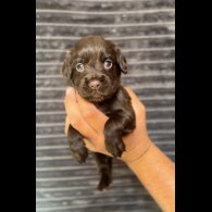 Cocker Spaniel (Working &amp; Show) - Both